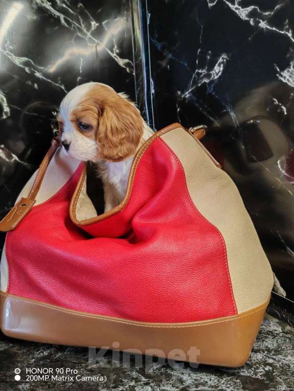 Собаки в других городах Московской области: Девочка кавалер Кинг Чарльз спаниель Девочка, 130 000 руб. - фото 3