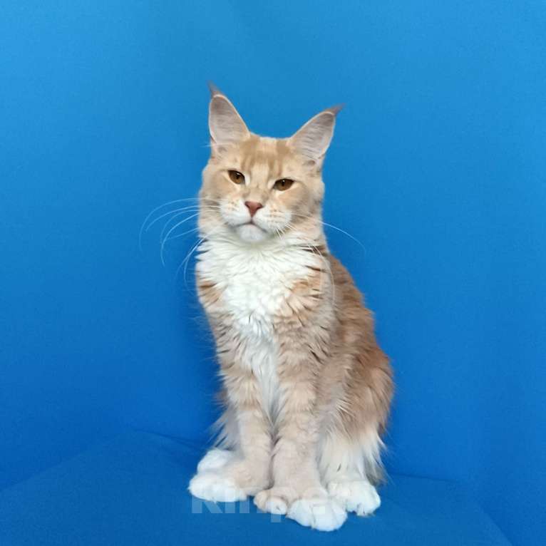 Кошки в Москве: Мейн-Кун полидакт Девочка из питомника Девочка, 40 000 руб. - фото 2