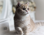 Кошки в Владивостоке: Британский Котёнок. Девочка драгоценного окраса Девочка, 60 000 руб. - фото 5