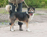 Собаки в Москве: Собака из приюта в добрые руки Мальчик, Бесплатно - фото 3