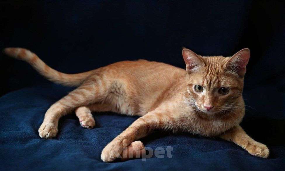 Кошки в Москве: кот Руди ищет дом Мальчик, Бесплатно - фото 6