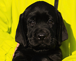 Собаки в Красноярске: Лабрадор ретривер щенки Мальчик, Бесплатно - фото 2