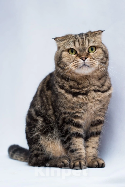 Кошки в Москве: Малинка 3 года ждет свою семью, но никто ее не забирает Девочка, Бесплатно - фото 2