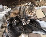 Кошки в Орле: Котята в добрые руки Мальчик, Бесплатно - фото 1