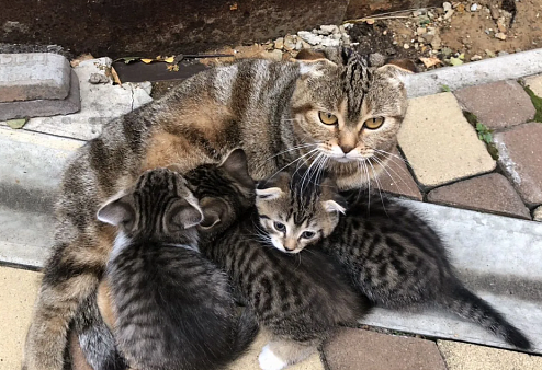 Котята в добрые руки