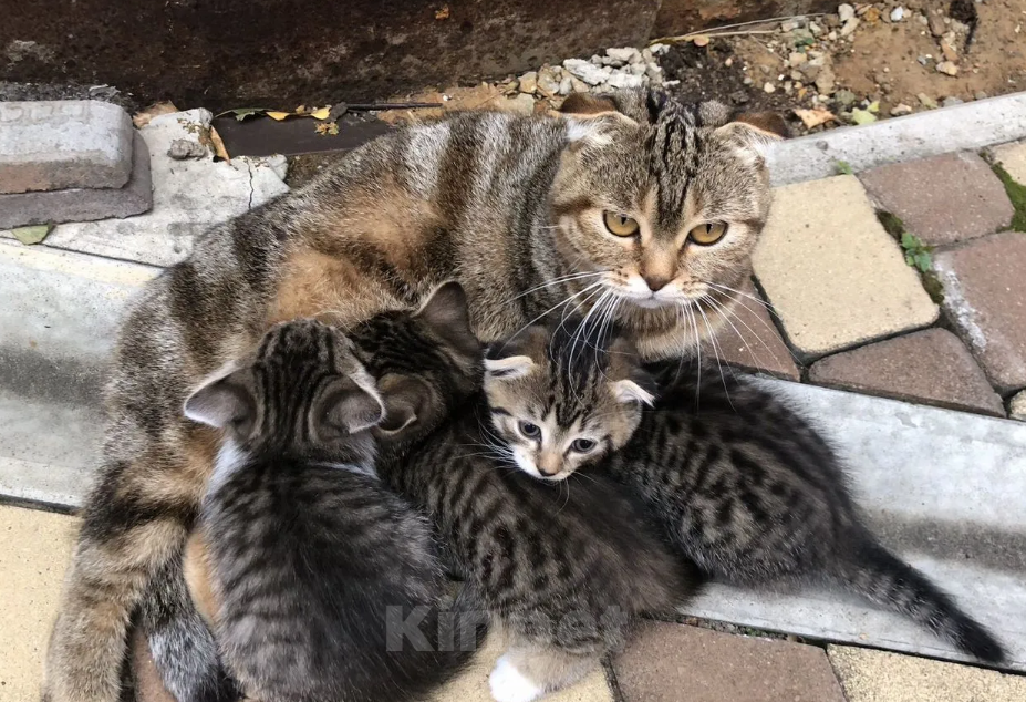 Кошки в Орле: Котята в добрые руки Мальчик, Бесплатно - фото 1