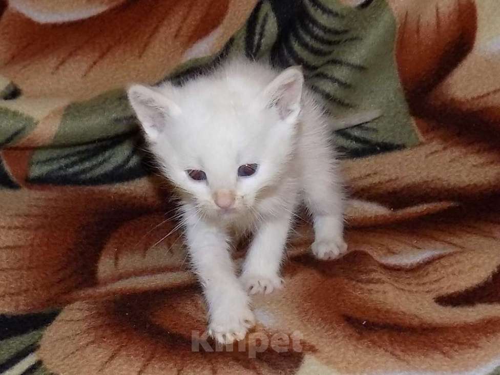 Кошки в Москве: Голубоглазые тайские котята Мальчик, 10 000 руб. - фото 5