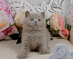 Кошки в Санкт-Петербурге: Британский котик лилового окраса (ген.тиккирован) Мальчик, 40 000 руб. - фото 4