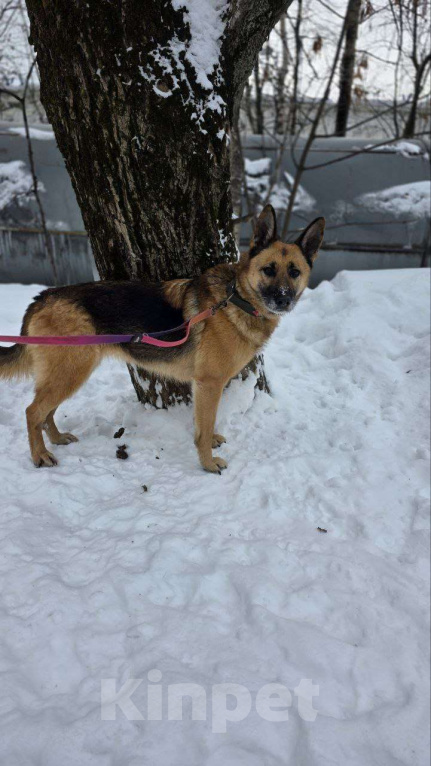 Собаки в Москве: Лилу - совершенство Девочка, Бесплатно - фото 6