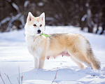 Собаки в Солнечногорске: Маленькая красотка в дар Девочка, Бесплатно - фото 1