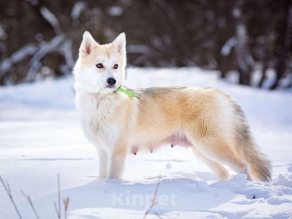 Собаки в Солнечногорске: Маленькая красотка в дар Девочка, Бесплатно - фото 1