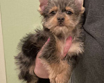 Собаки в Москве: Крупный йорк мраморный мальчик весёлый Мальчик, 50 000 руб. - фото 4