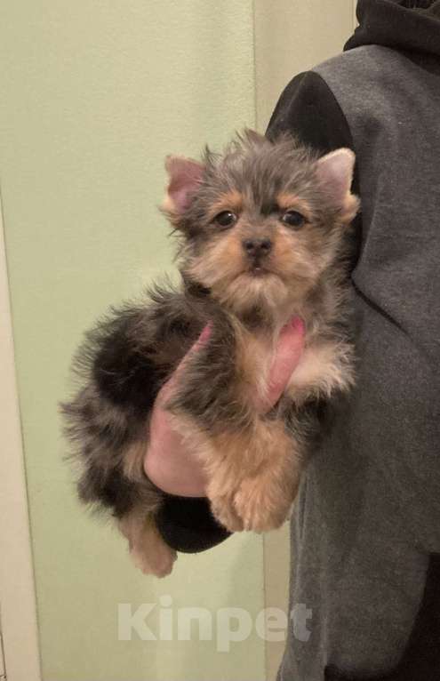 Собаки в Москве: Крупный йорк мраморный мальчик весёлый Мальчик, 50 000 руб. - фото 4