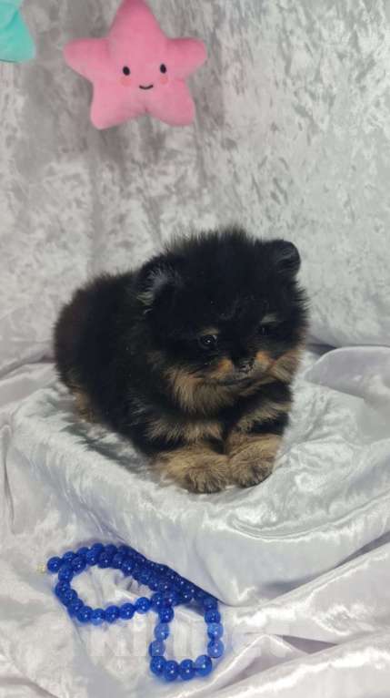 Собаки в Звенигороде: Мальчик Померанского шпица Мальчик, 65 руб. - фото 3