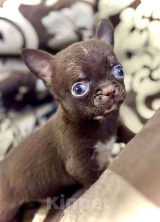 Собаки в Балашихе: Классный мальчишка чихуахуа  Мальчик, 30 000 руб. - фото 8