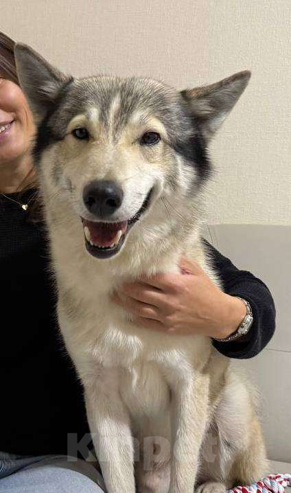 Собаки в Санкт-Петербурге: Западносибирская лайка, взрослая собака - Бесплатно  Мальчик, Бесплатно - фото 2