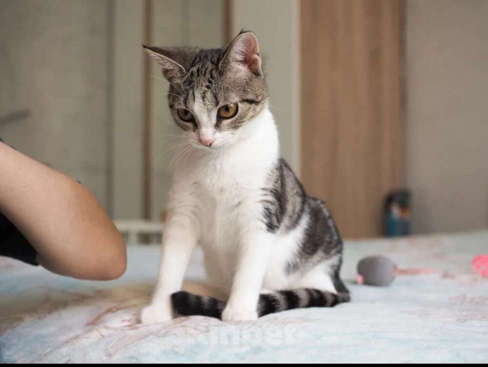 Кошки в Москве: Кошка Марта ищет дом Девочка, Бесплатно - фото 1