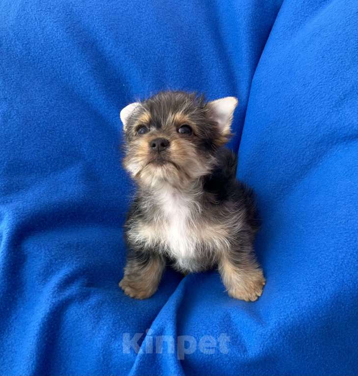 Собаки в Москве: Мерле йорк мальчик стандарт игривый Мальчик, 50 000 руб. - фото 10