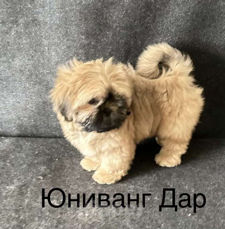 Собаки в Ярославле: девочки ши-цу Девочка, 50 000 руб. - фото 5