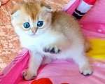 Кошки в Красноярске: Шотландский вислоухий короткошёрстный котёнок Разнополые, 35 000 руб. - фото 5