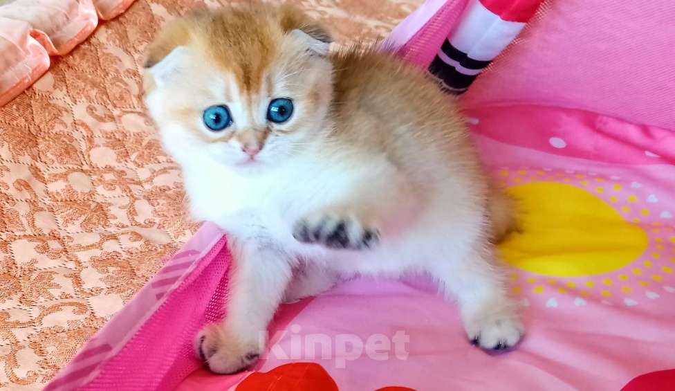 Кошки в Красноярске: Шотландский вислоухий короткошёрстный котёнок Разнополые, 35 000 руб. - фото 5