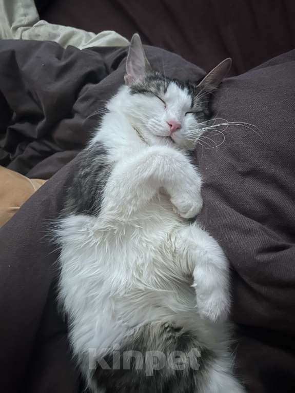 Кошки в Ростове-на-Дону: отдам даром двух кошек Девочка, Бесплатно - фото 2