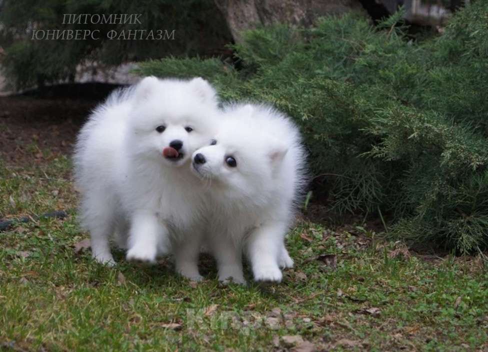 Собаки в Волгограде: Щенки японского шпица Мальчик, Бесплатно - фото 3