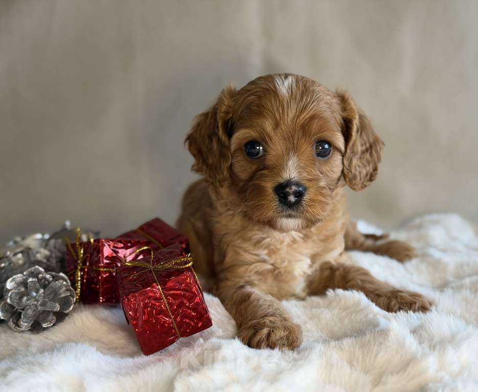 Собаки в Москве: Мальчик Кавапу Мальчик, 65 000 руб. - фото 4