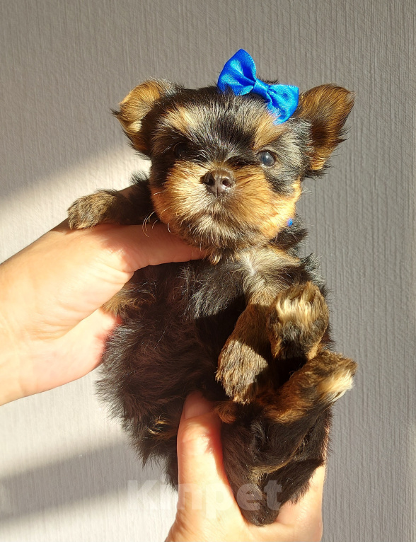 Собаки в Москве: Щенки породы Йоркширского терьера Мальчик, 60 000 руб. - фото 4