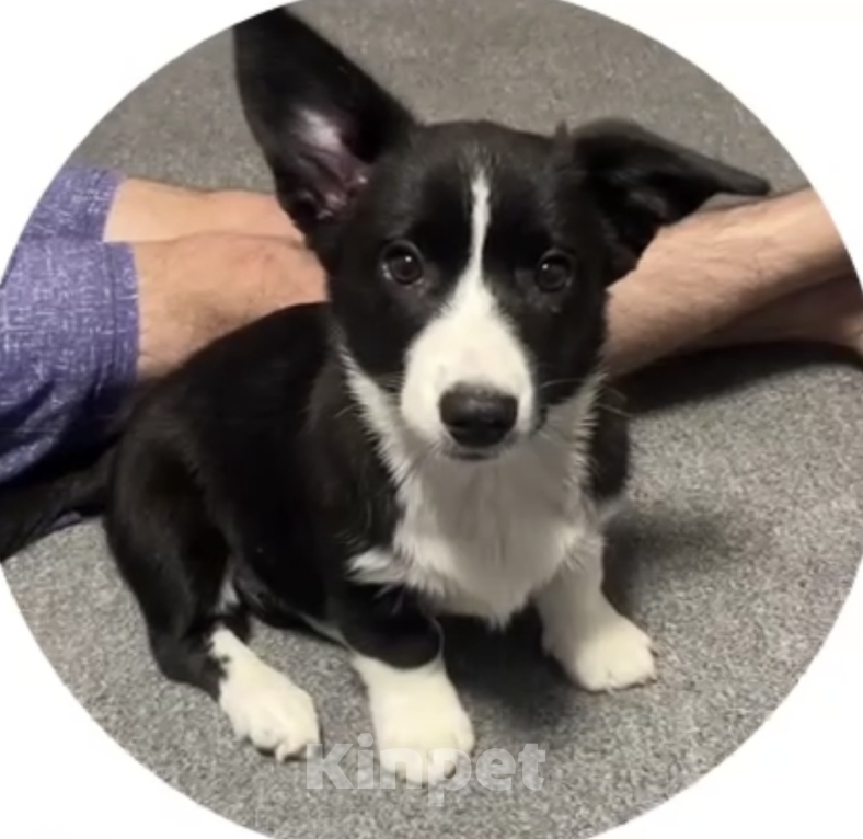 Собаки в других городах Ленинградской области: Ласковая корги ищет новую семью  Девочка, 35 000 руб. - фото 3