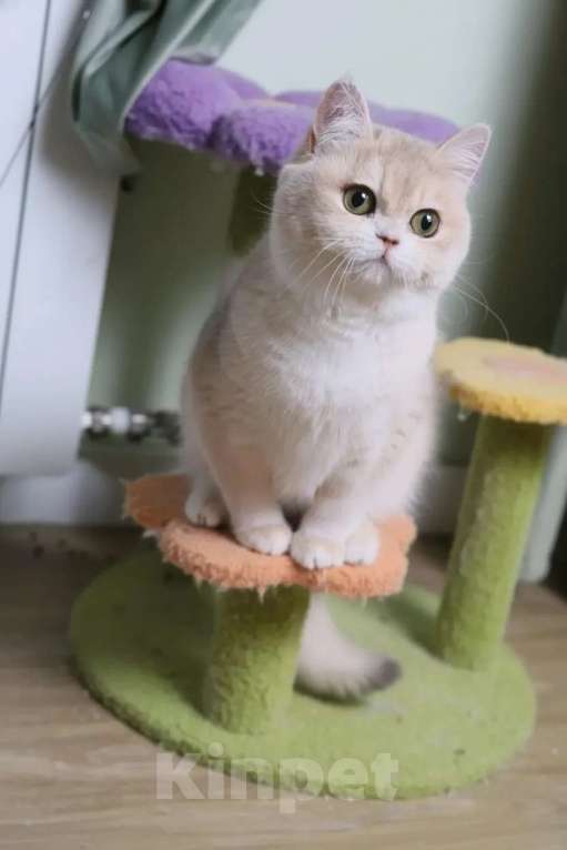 Кошки в Санкт-Петербурге: Британские котята Девочка, 80 000 руб. - фото 3