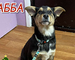 Собаки в Клине: Чудесная АББА в поиске мам и пап! Девочка, Бесплатно - фото 1