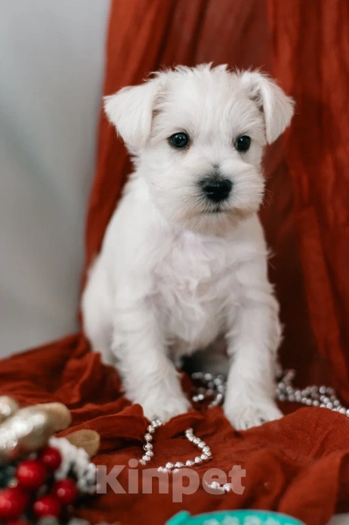 Собаки в Краснодаре: Цвергшнауцер. Щенок  Мальчик, 60 000 руб. - фото 1