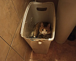 Кошки в Санкт-Петербурге: Кошка-котёнок-собака Варя с сюрпризом Девочка, 500 руб. - фото 4