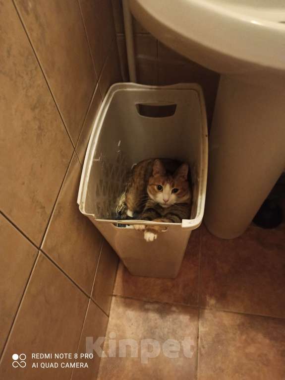 Кошки в Санкт-Петербурге: Кошка-котёнок-собака Варя с сюрпризом Девочка, 500 руб. - фото 4