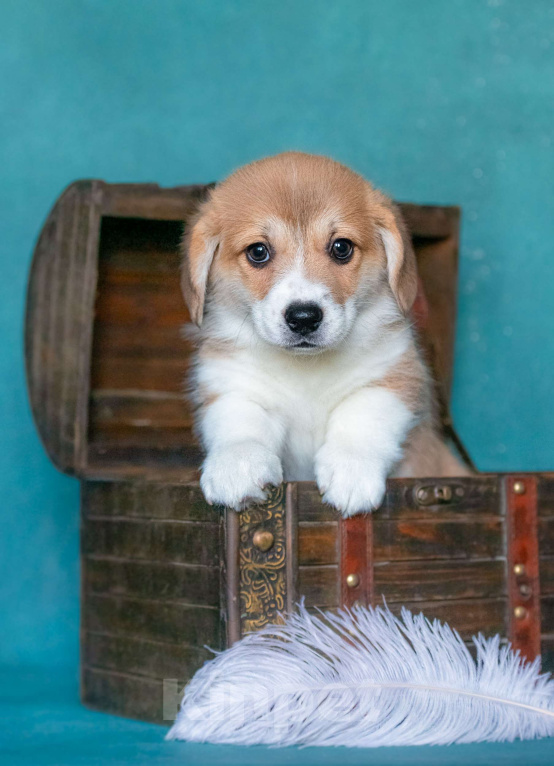 Собаки в Москве: Трюфель Из Басвет Прайд  Мальчик, 95 000 руб. - фото 4