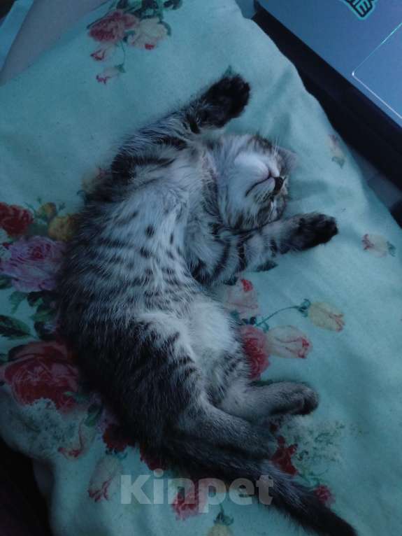 Кошки в Реутове: Отдам в добрые руки  Девочка, 1 000 руб. - фото 3