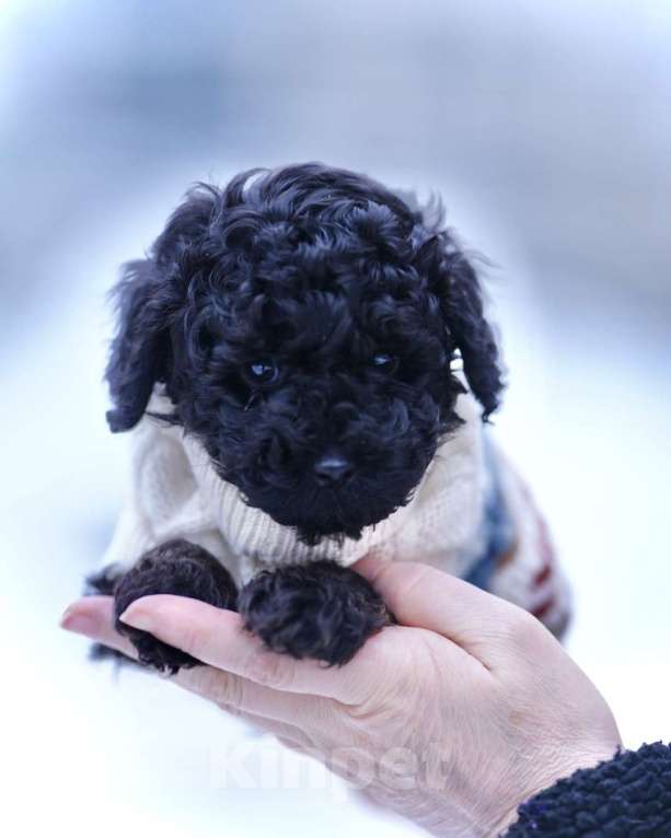 Собаки в Санкт-Петербурге: Щенки пуделя той/миниатюр  Девочка, Бесплатно - фото 3