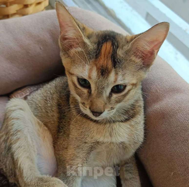 Кошки в Москве: Породистую кошечку выкинули Девочка, Бесплатно - фото 2