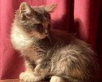 Кошки в Москве: Кошка-крошка цвета кофе с молоком. Котенок 1,5 мес в добрые руки.   Девочка, Бесплатно - фото 2