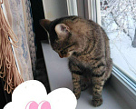 Кошки в Гагарине: Котик ищет дом, Бесплатно - фото 5