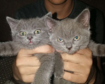Кошки в Долгопрудном: Котята в добрые руки Мальчик, 1 руб. - фото 1