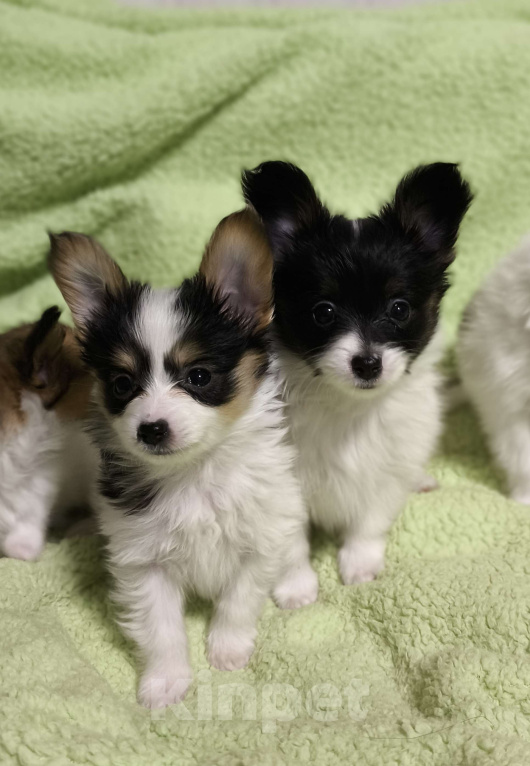 Собаки в Москве: Папийон девочка триколор Девочка, 58 000 руб. - фото 4