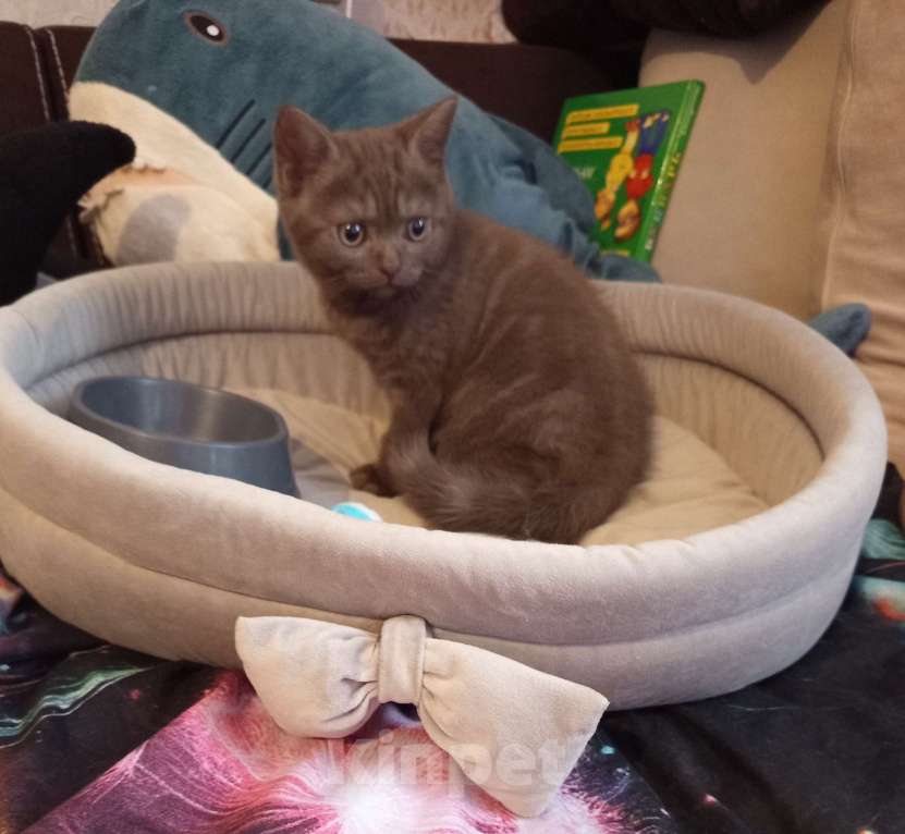 Кошки в других городах Московской области: Коричневый котенок британец 2 месяца  Мальчик, 15 000 руб. - фото 5