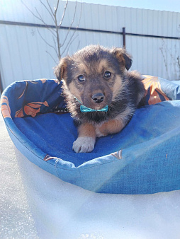 Щенок 1,5-2 месяца мальчик в добрые руки