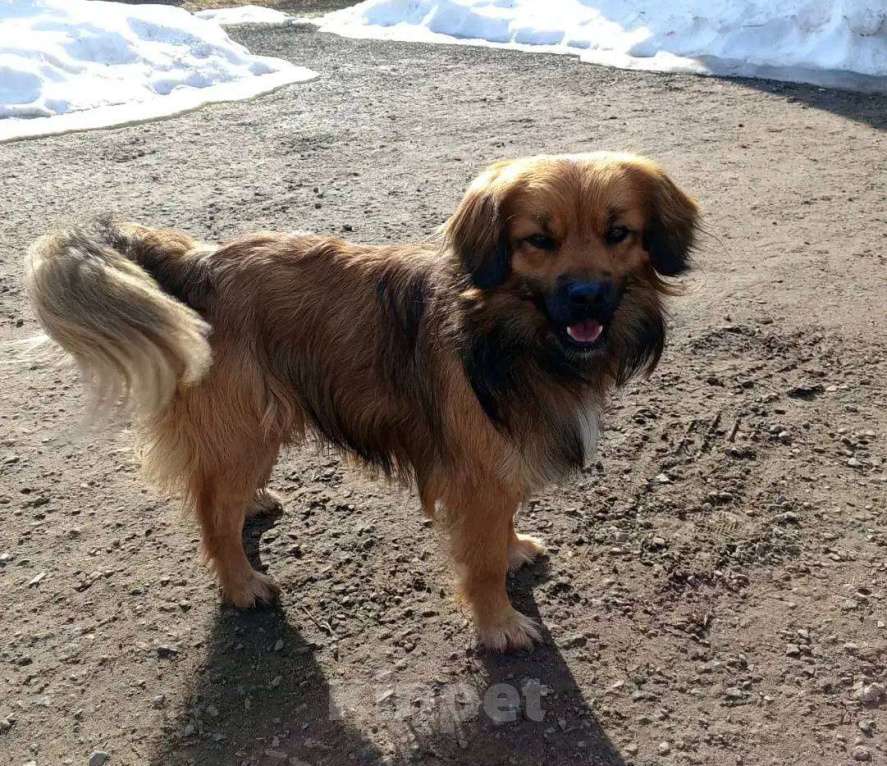 Собаки в Москве: маленькая собачка никому не нужна Мальчик, Бесплатно - фото 4