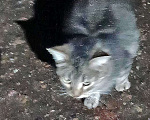 Кошки в Москве: Маленькое сердце, брошенное на дачах, ищет дом Девочка, 10 руб. - фото 6