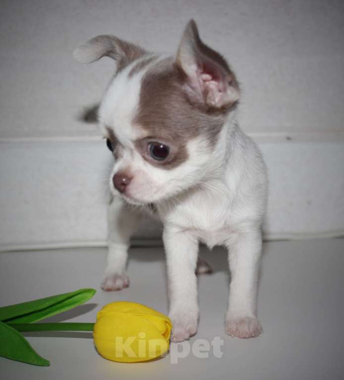 Собаки в других городах Ленинградской области: Предлагается щенок чихуахуа! Девочка, 45 000 руб. - фото 3