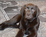 Собаки в Санкт-Петербурге: Великолепный шоколадный щенок лабрадора Мальчик, 120 000 руб. - фото 1