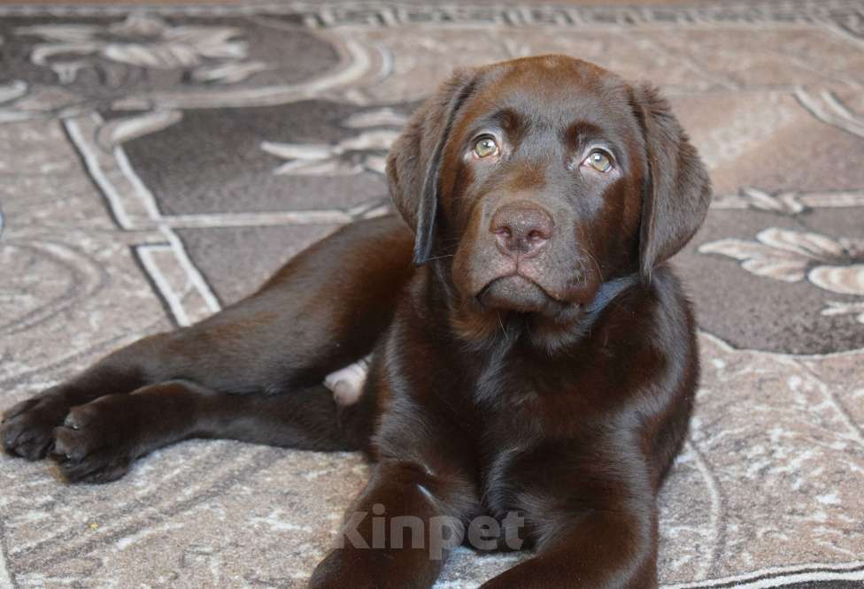 Собаки в Санкт-Петербурге: Великолепный шоколадный щенок лабрадора Мальчик, 120 000 руб. - фото 1